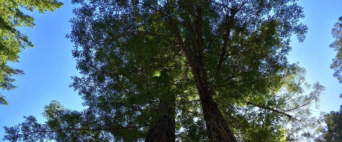 Two tall trees with a clear blue sky in the background.