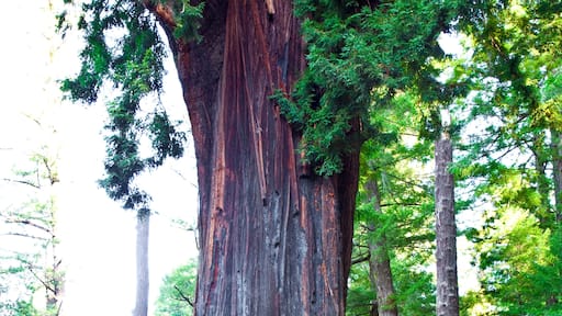 Un árbol grande con una abertura en forma de túnel en su tronco, rodeado de un bosque.