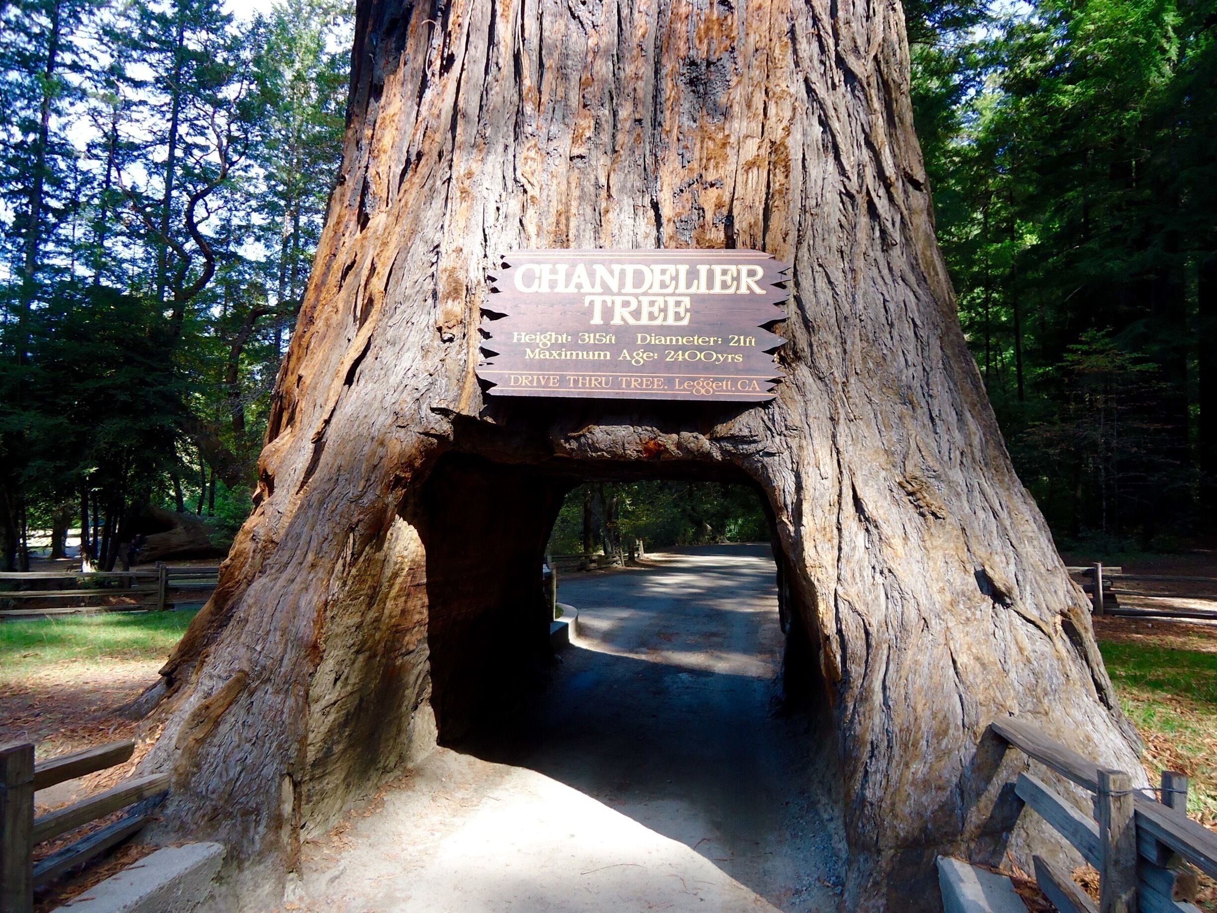 In Leggett, California, the Chandelier Tree stands 276 feet tall. And yes, I drove my car through it!! 