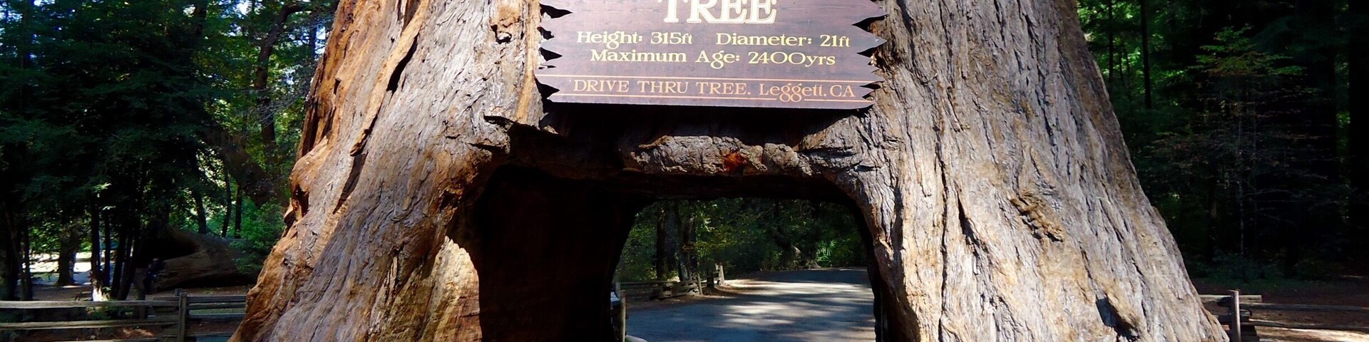 In Leggett, California, the Chandelier Tree stands 276 feet tall. And yes, I drove my car through it!!