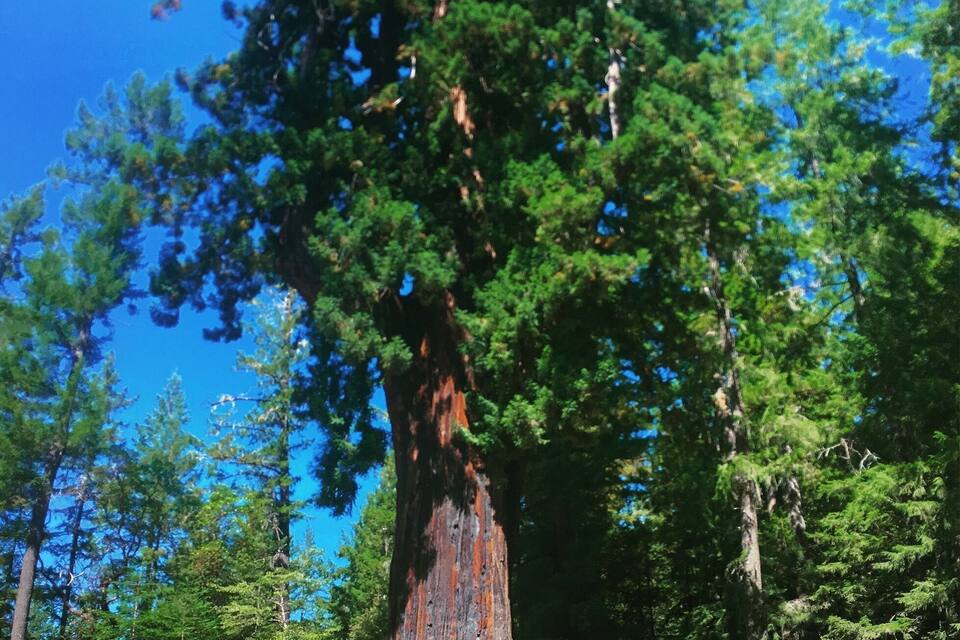 A large tree with a sign reading "Chandelier Tree" and a blue car parked in front.