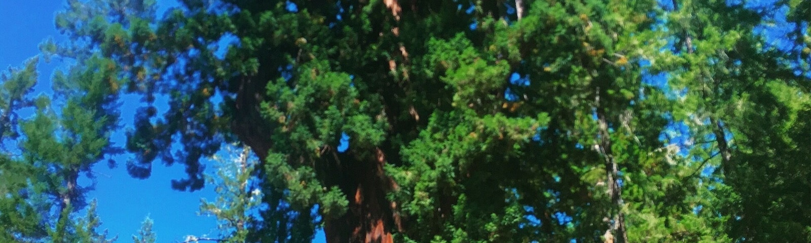 Chandelier Drive Thru Tree is 180 miles north of San Francisco CA
$5 per car 
There is a gift shop and a picnic area