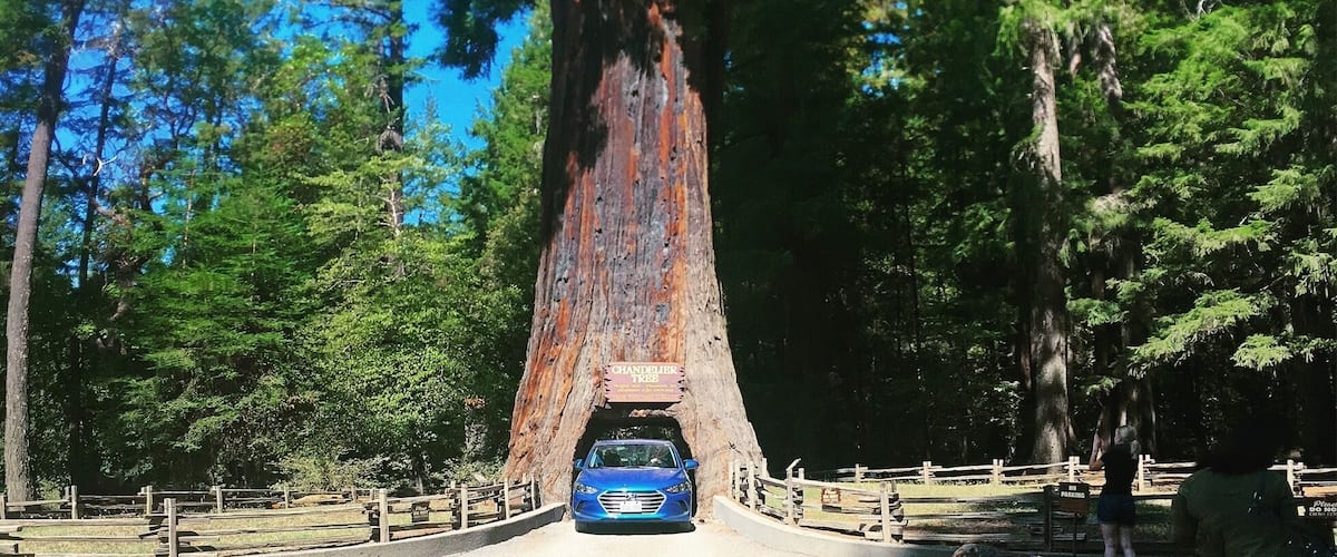 Chandelier Drive Thru Tree is 180 miles north of San Francisco CA
$5 per car
There is a gift shop and a picnic area