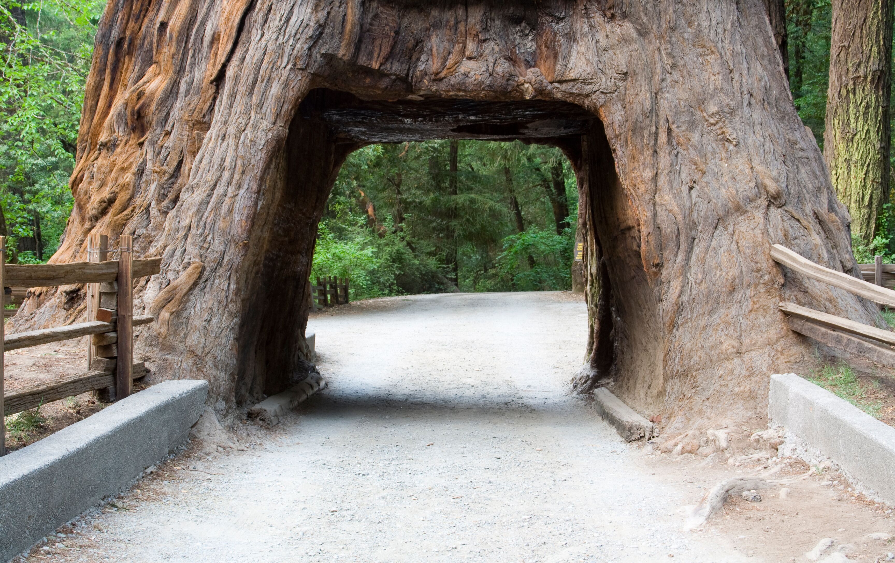 A large tree trunk with a natural archway leading to a dirt path.