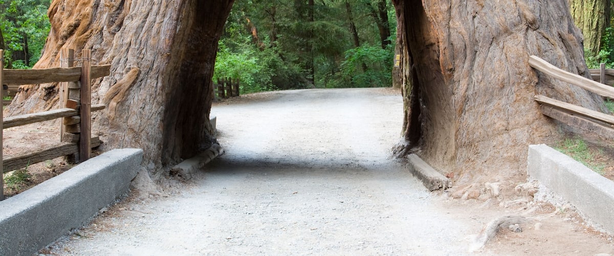 A large tree trunk with a natural archway leading to a dirt path.