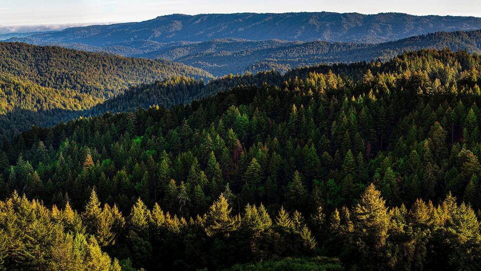 Castle Rock Santa Cruz Mountains Redwood forest in panorama