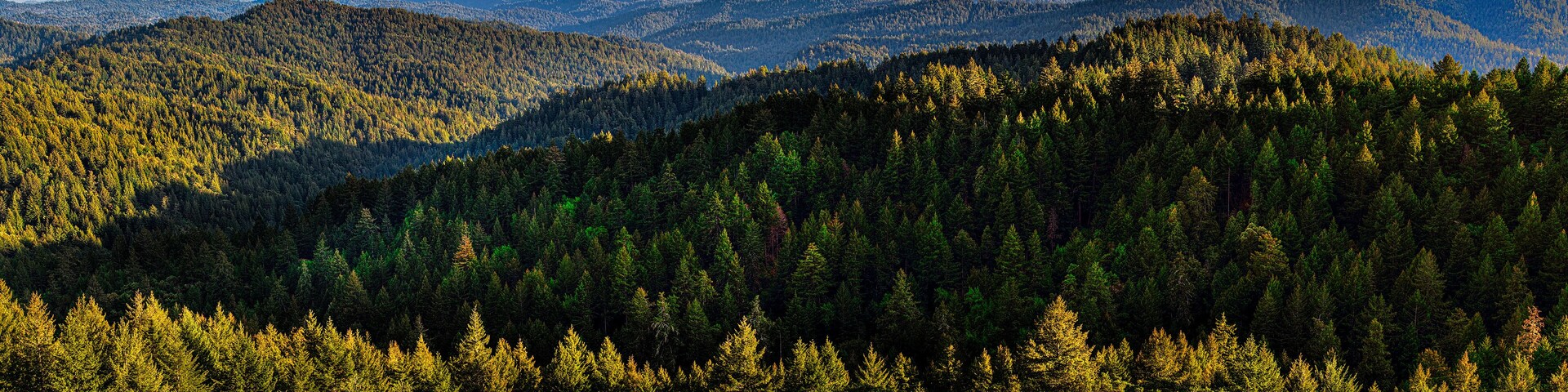 Castle Rock Santa Cruz Mountains Redwood forest in panorama