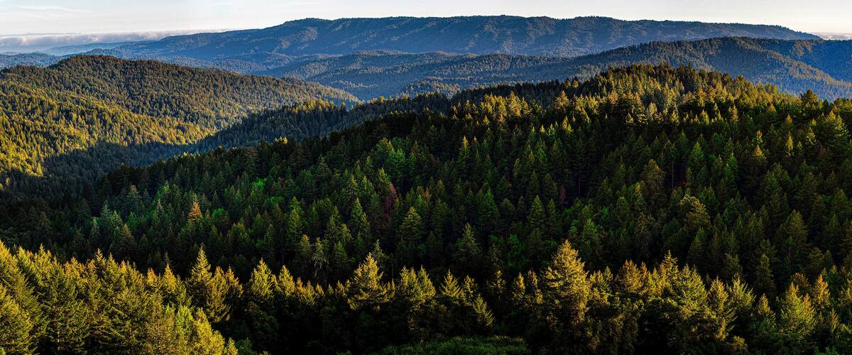A dense forest with a mountain range in the background.