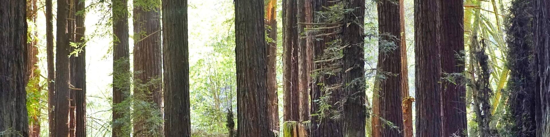 Red Ducati in Redwoods