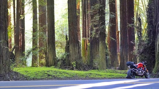 Red Ducati in Redwoods