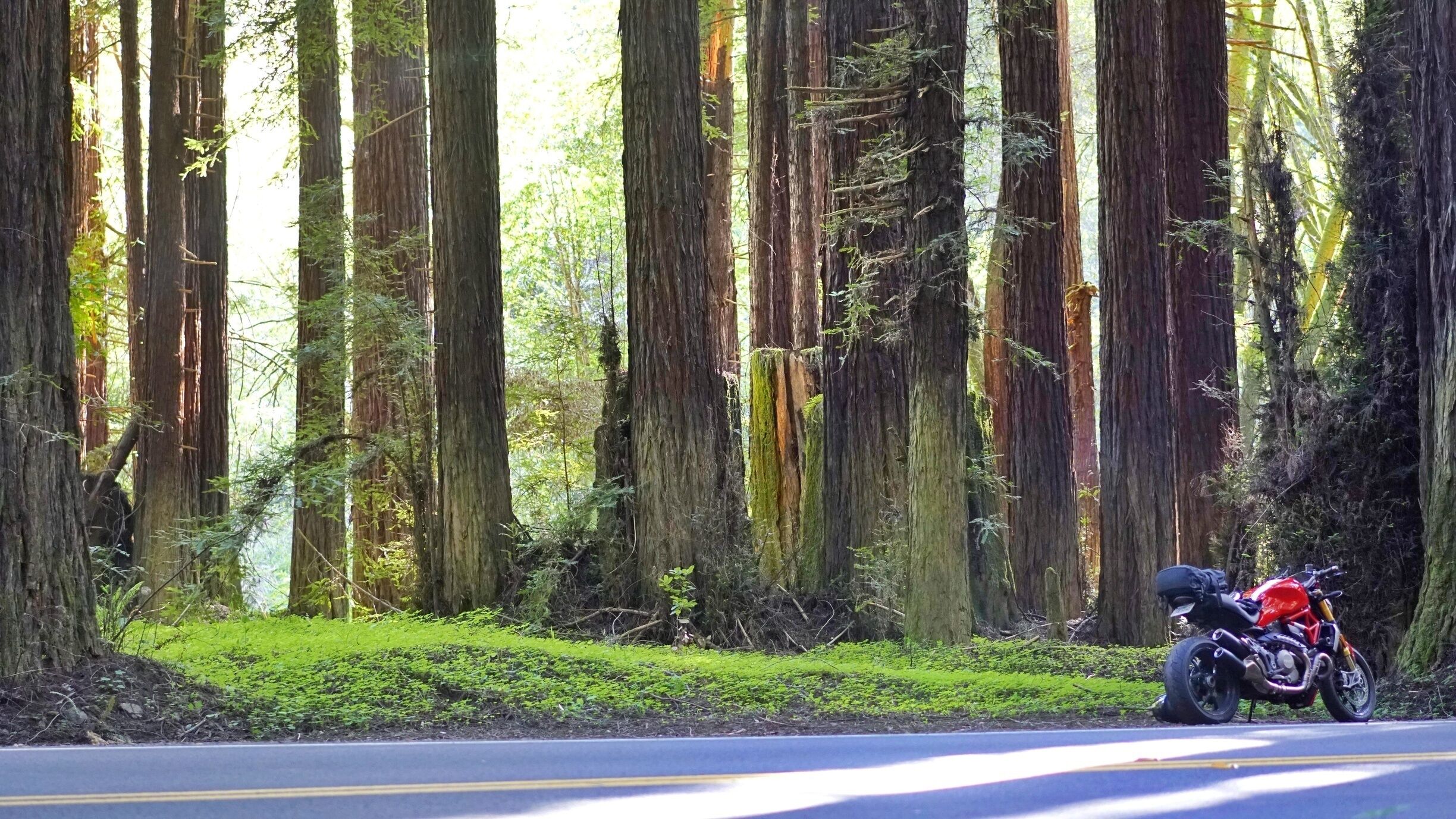 A motorcycle parked on a roadside with tall trees in the background.