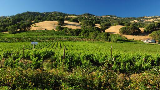 Un vignoble avec des rangées de vignes, un panneau indiquant « Marbec », et un paysage vallonné parsemé d’arbres, sous un ciel bleu et dégagé.
