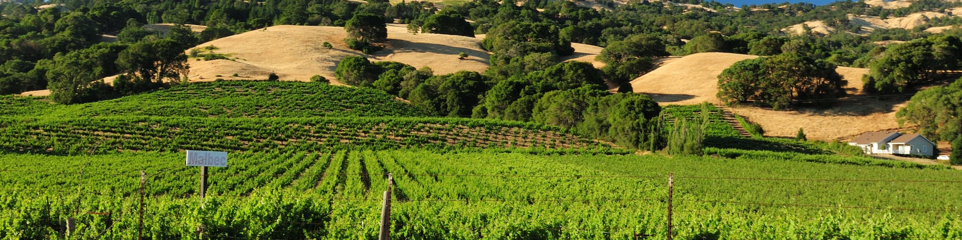 Viñedo con hileras de vides, un cartel que dice 'Marbec' y un paisaje montañoso con árboles y cielo azul despejado.