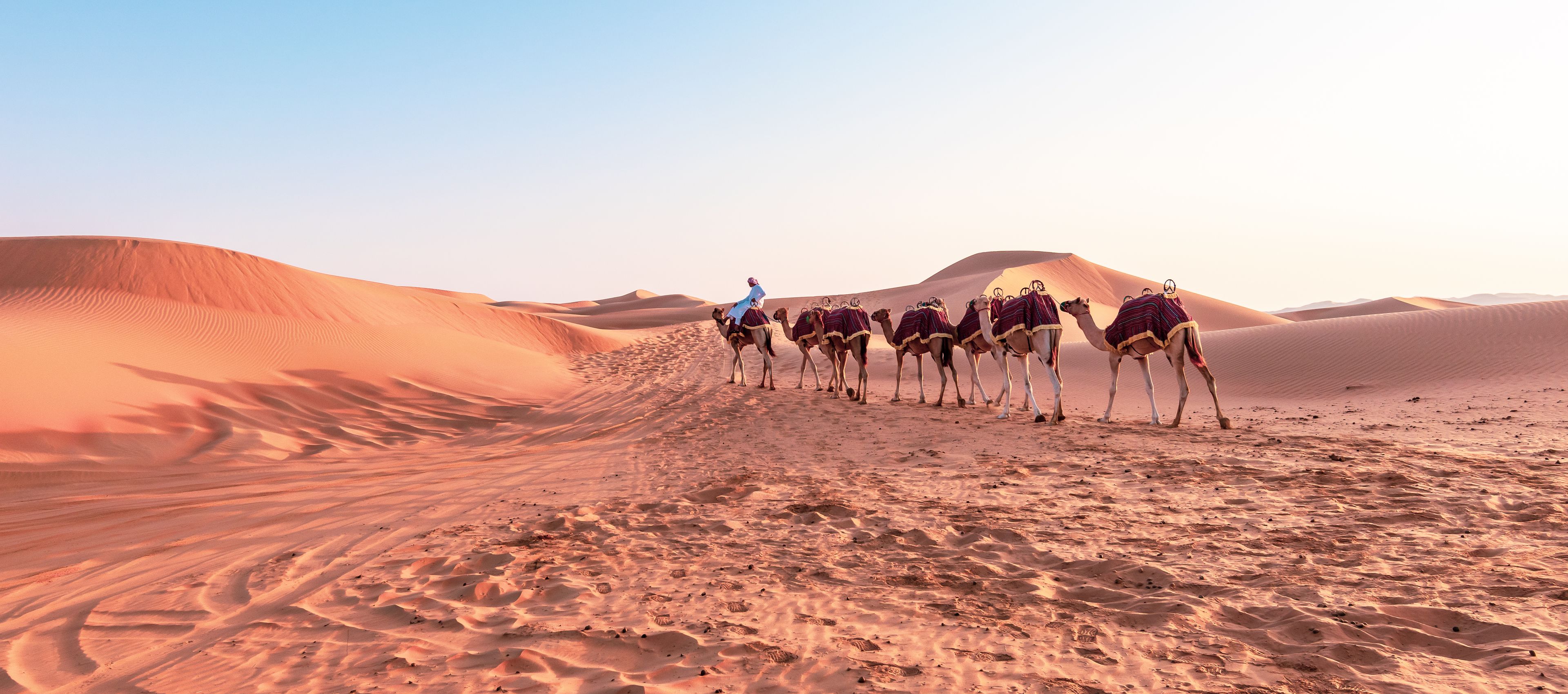 Camel caravan in Liwa desert, Abu Dhabi.