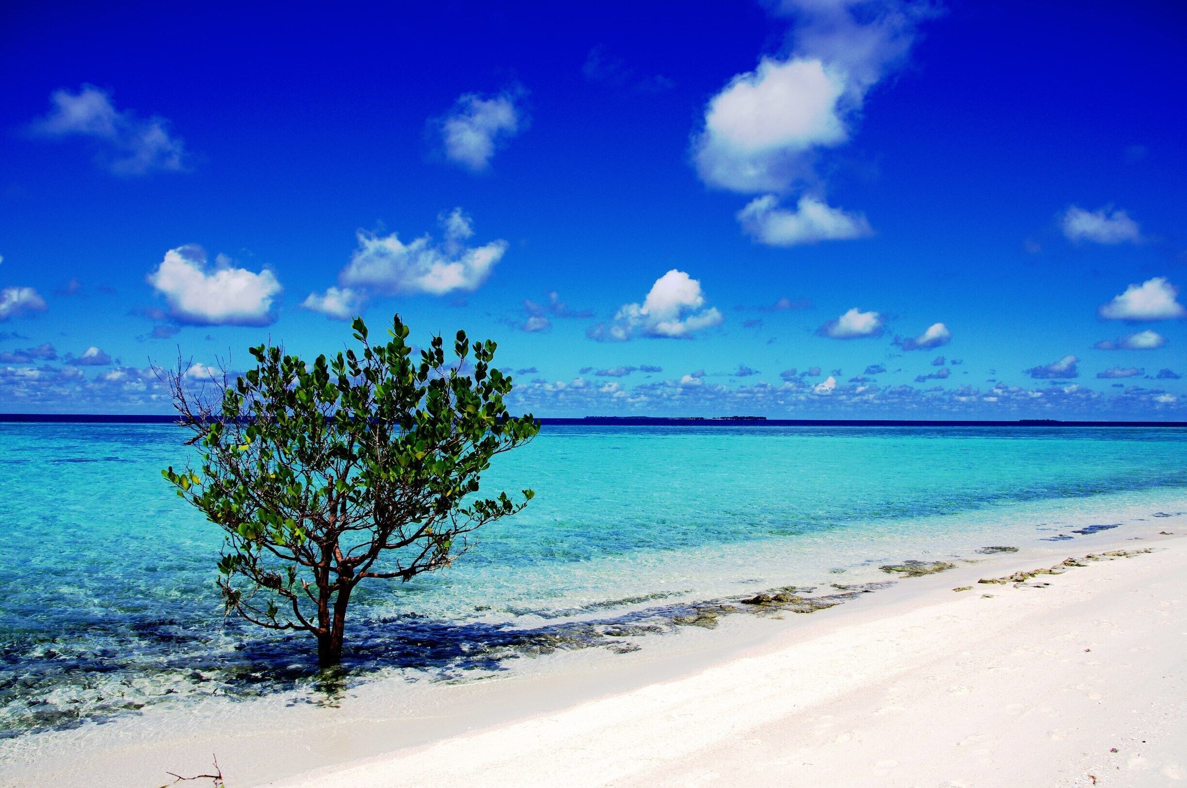 A beach with clear turquoise water, a small tree, and a clear blue sky.
