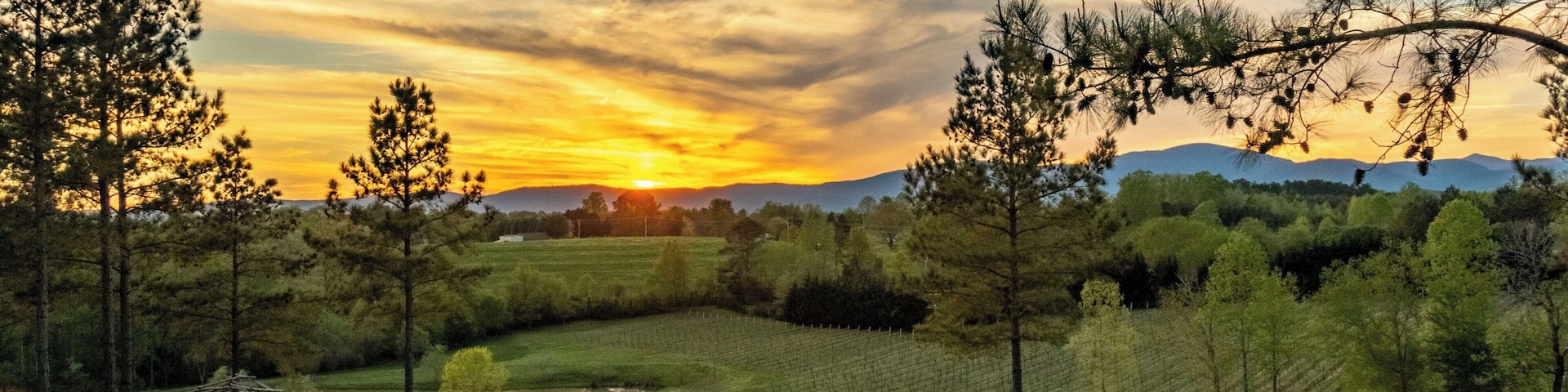 The sunset view at Parker-Binns Vineyard in Tryon North Carolina. This is just south of Asheville North Carolina and is a popular winery destination for tours leaving the Asheville area. Since there is a cluster of 4 wineries in Tryon it makes it very easy to get in a bunch of wineries on a single trip.
For more information on tours of this area please visit www.AshevilleWineTours.com.