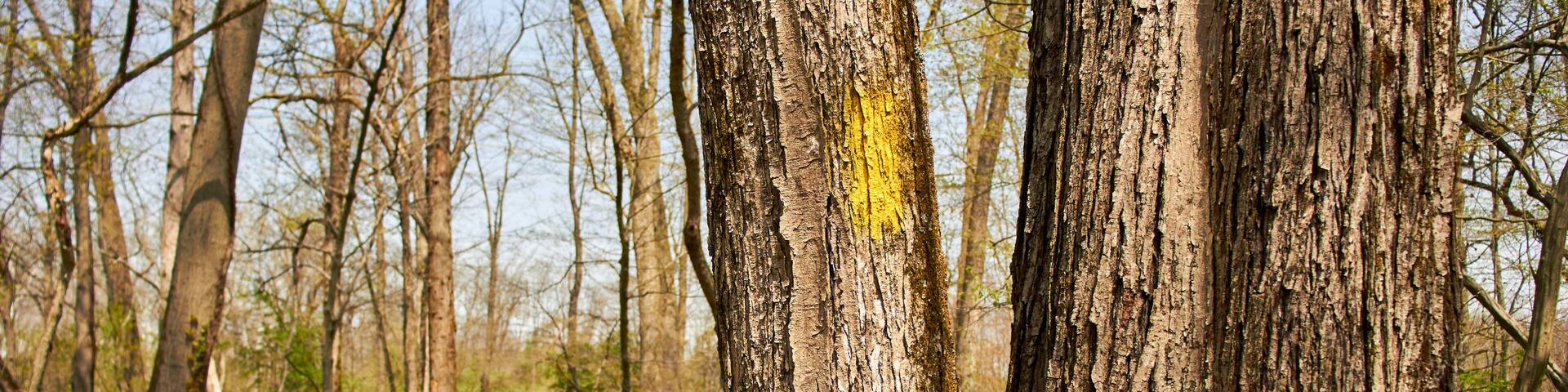 A forest trail near Collegeville, Pennsylvania, USA