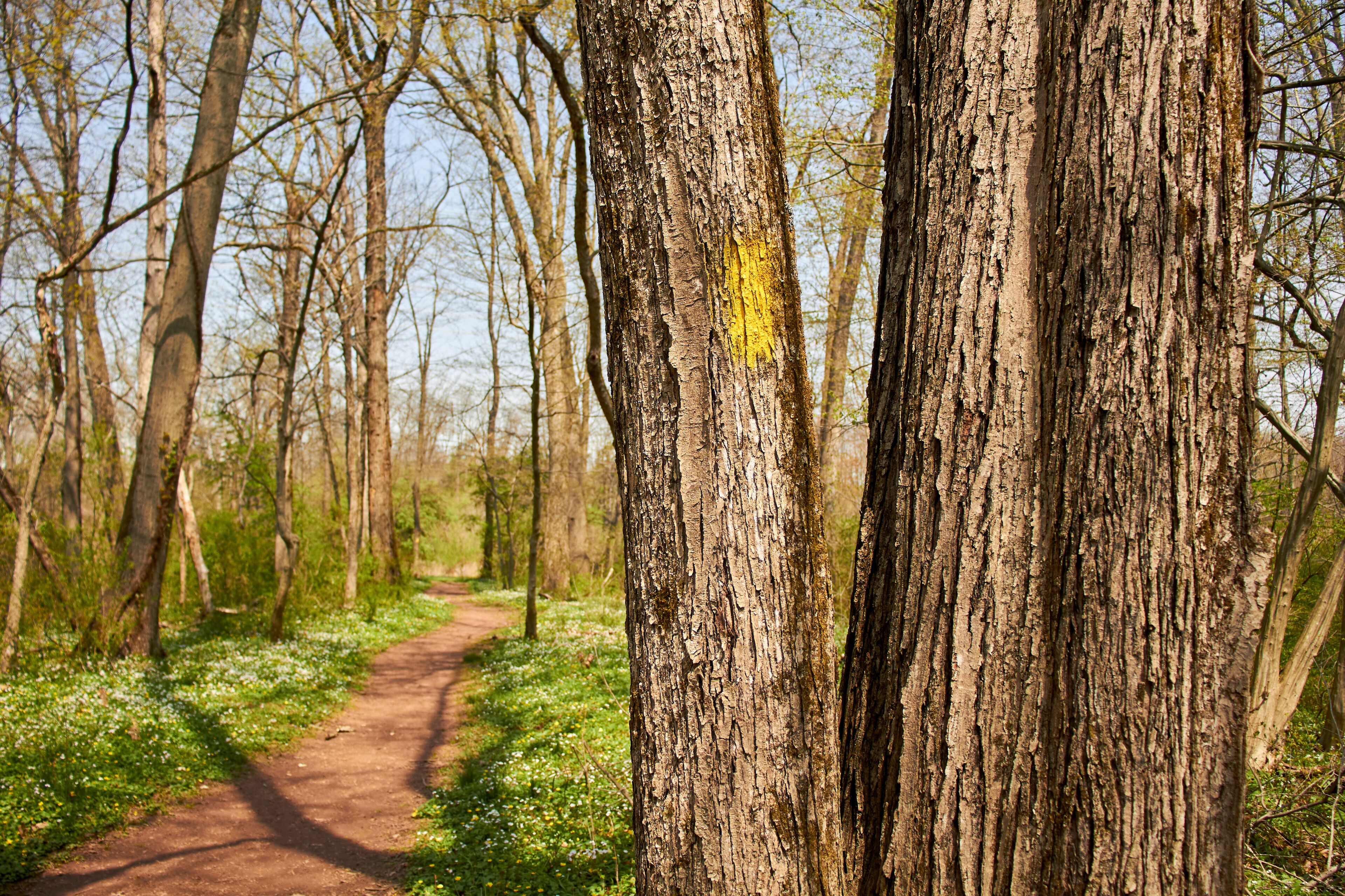 A forest path with trees and a dirt trail.