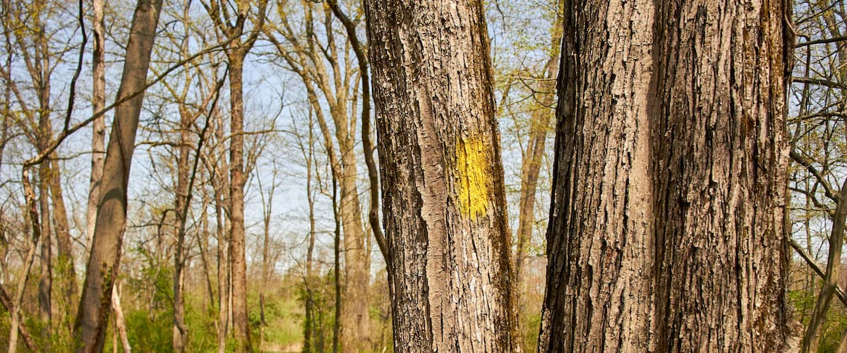 A forest path with trees and a dirt trail.