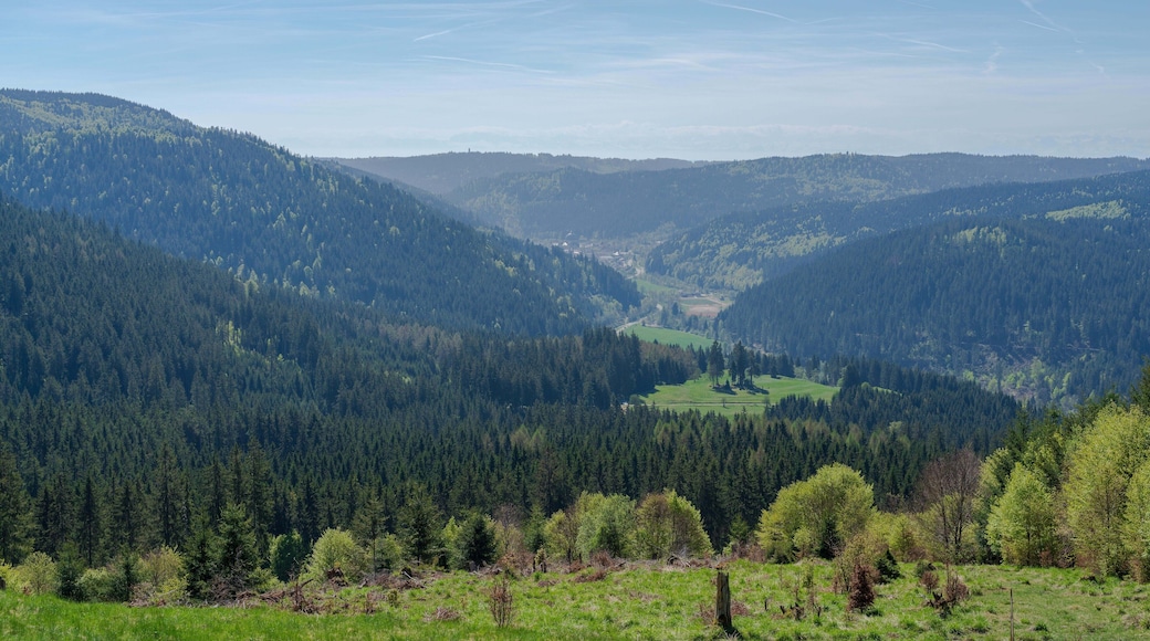 Blick von der TierlachenhĂŒtte auf Sankt Blasien