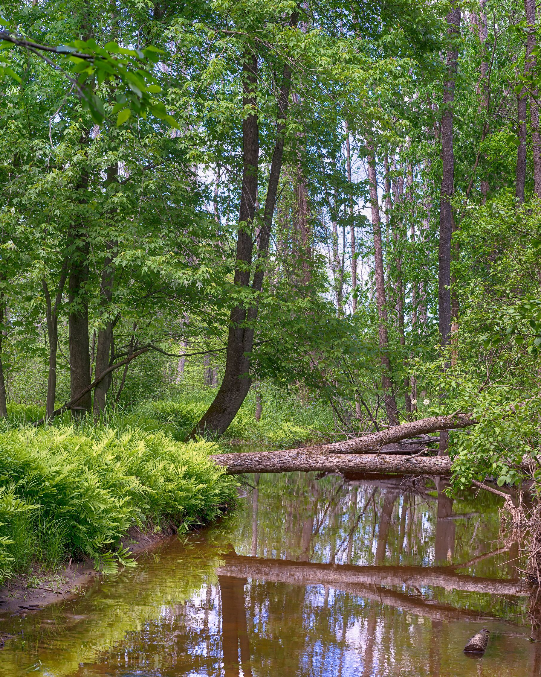 Reflections along the bank of the Little Cedar River, near Gladwin, Michigan.