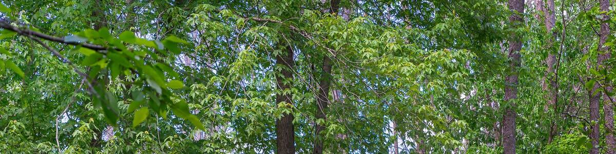 Reflections along the bank of the Little Cedar River, near Gladwin, Michigan.