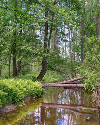 Reflections along the bank of the Little Cedar River, near Gladwin, Michigan.