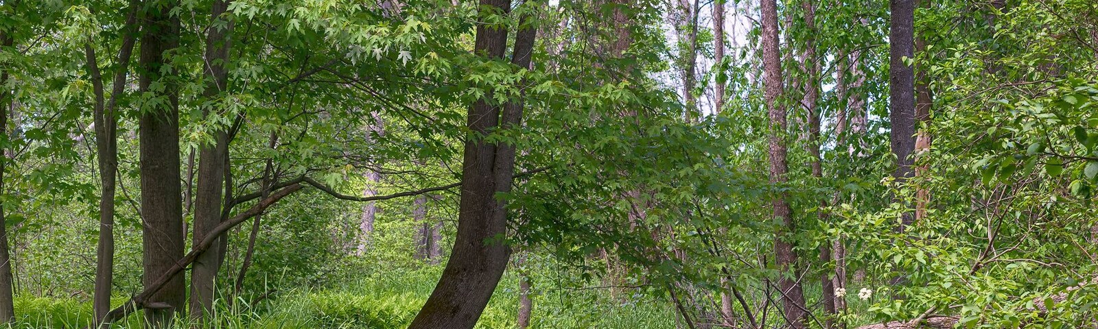 Reflections along the bank of the Little Cedar River, near Gladwin, Michigan.