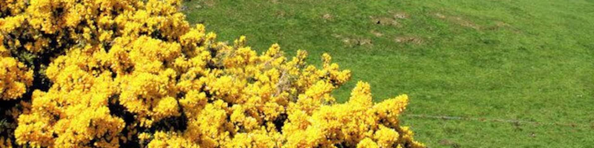 Farm Land, Isle of Cumbrae Looking west across the Firth towards Bute.