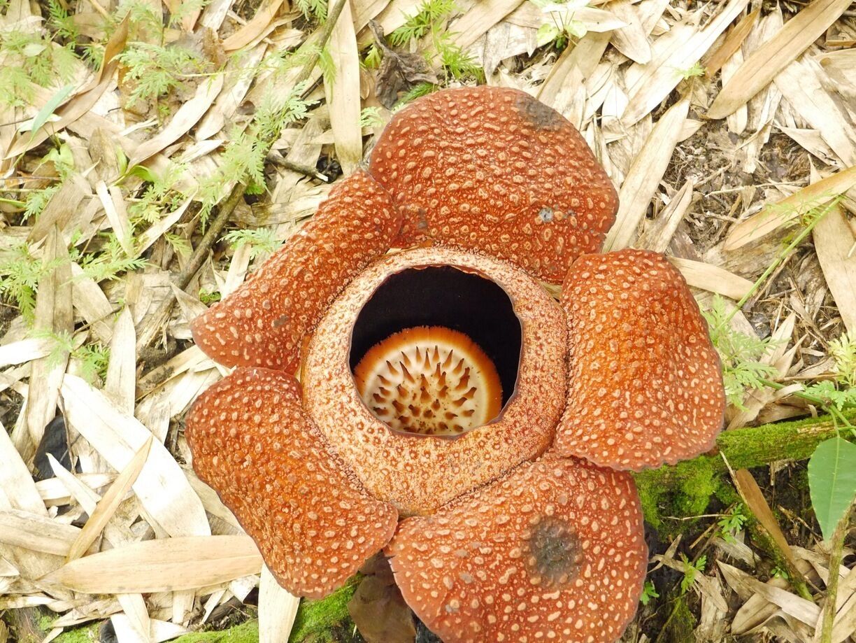 I watched a rafflesia!!