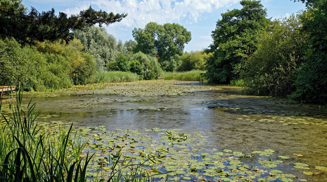 The lake (with native waterlily Nuphar lutea), which serves as a dipping pond, at Woods Mill, a woodland, meadow and wetland nature reserve, and headquarters for the Sussex Wildlife Trust in the civil parish of Henfield in West Sussex, England. The reserve includes a restored but not working water mill and other buildings as an environmental education centre and offices. Camera: Canon EOS 6D with Canon EF 24-105mm F4L IS USM lens. Software: RAW file lens-corrected and optimized with DxO OpticsPro 11 Elite and Viewpoint 3, and further optimized with Adobe Photoshop CS2.