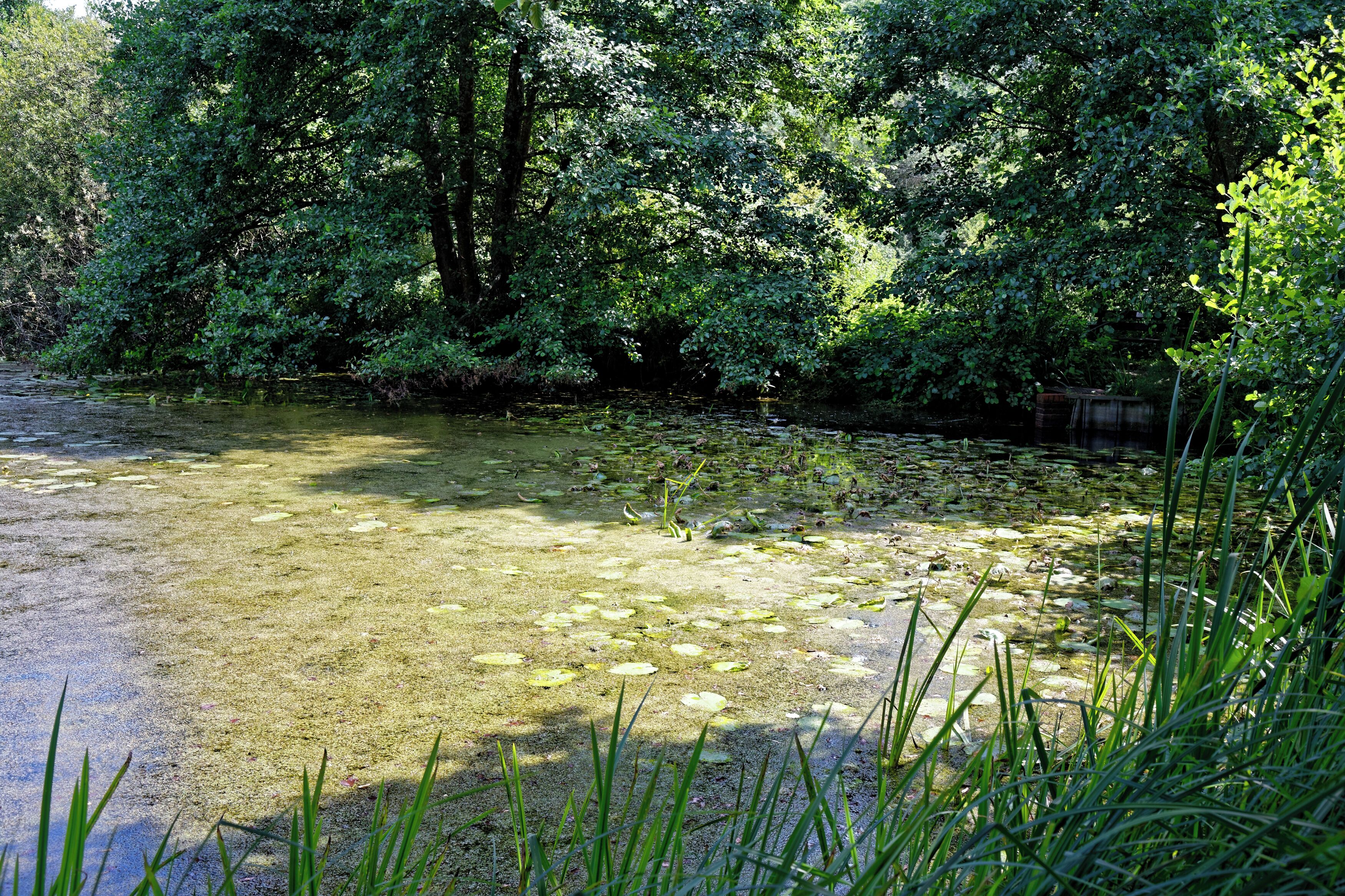 Native waterlily Nuphar lutea in the lake at Woods Mill, a woodland, meadow and wetland nature reserve, and headquarters for the Sussex Wildlife Trust in the civil parish of Henfield in West Sussex, England. The reserve includes a restored but not working water mill and other buildings as an environmental education centre and offices. Camera: Canon EOS 6D with Canon EF 24-105mm F4L IS USM lens. Software: RAW file lens-corrected and optimized with DxO OpticsPro 11 Elite and Viewpoint 3, and further optimized with Adobe Photoshop CS2.