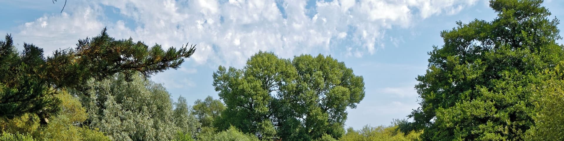 The lake (with native waterlily Nuphar lutea), which serves as a dipping pond, at Woods Mill, a woodland, meadow and wetland nature reserve, and headquarters for the Sussex Wildlife Trust in the civil parish of Henfield in West Sussex, England. The reserve includes a restored but not working water mill and other buildings as an environmental education centre and offices. Camera: Canon EOS 6D with Canon EF 24-105mm F4L IS USM lens. Software: RAW file lens-corrected and optimized with DxO OpticsPro 11 Elite and Viewpoint 3, and further optimized with Adobe Photoshop CS2.