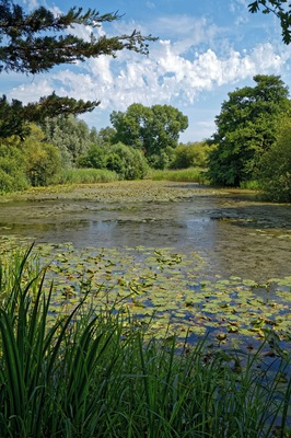 The lake (with native waterlily Nuphar lutea), which serves as a dipping pond, at Woods Mill, a woodland, meadow and wetland nature reserve, and headquarters for the Sussex Wildlife Trust in the civil parish of Henfield in West Sussex, England. The reserve includes a restored but not working water mill and other buildings as an environmental education centre and offices. Camera: Canon EOS 6D with Canon EF 24-105mm F4L IS USM lens. Software: RAW file lens-corrected and optimized with DxO OpticsPro 11 Elite and Viewpoint 3, and further optimized with Adobe Photoshop CS2.