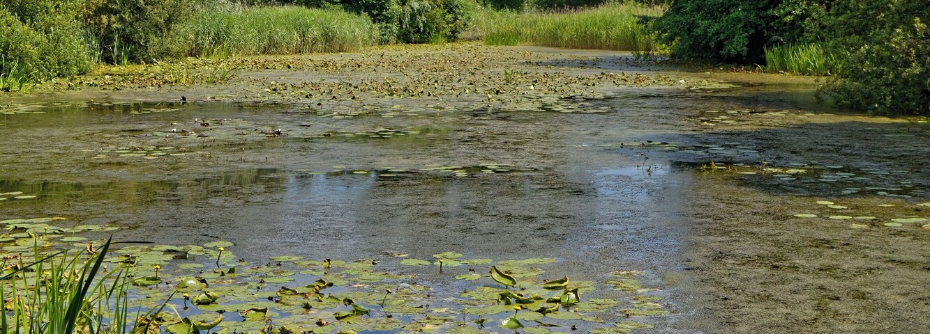The lake (with native waterlily Nuphar lutea), which serves as a dipping pond, at Woods Mill, a woodland, meadow and wetland nature reserve, and headquarters for the Sussex Wildlife Trust in the civil parish of Henfield in West Sussex, England. The reserve includes a restored but not working water mill and other buildings as an environmental education centre and offices. Camera: Canon EOS 6D with Canon EF 24-105mm F4L IS USM lens. Software: RAW file lens-corrected and optimized with DxO OpticsPro 11 Elite and Viewpoint 3, and further optimized with Adobe Photoshop CS2.