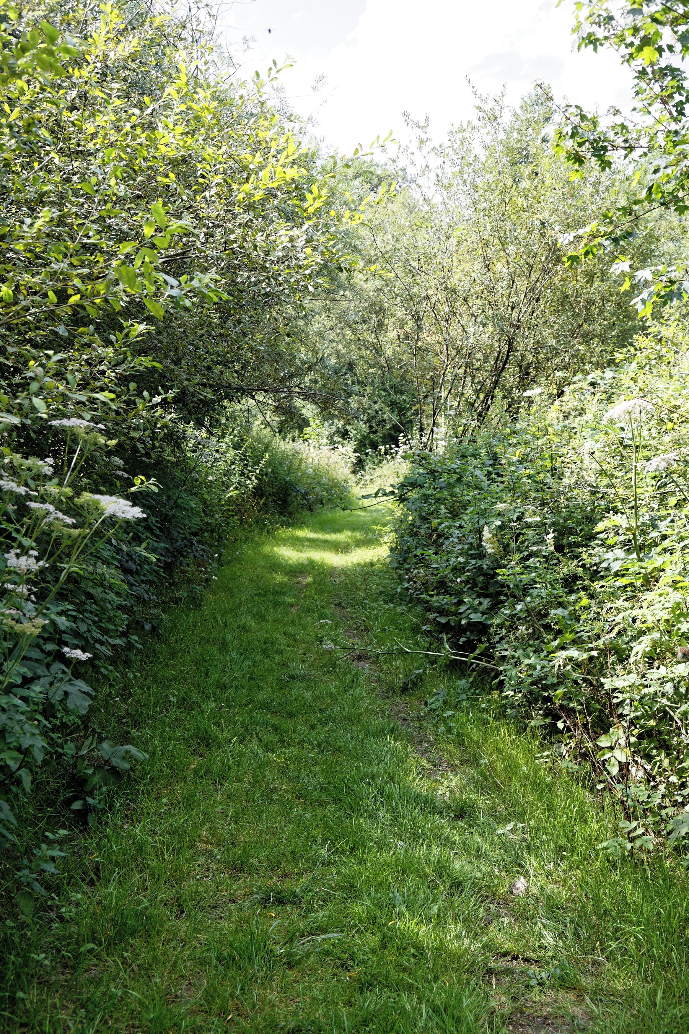 A grass footpath through Woods Mill, a woodland, meadow and wetland nature reserve, and headquarters for the Sussex Wildlife Trust in the civil parish of Henfield in West Sussex, England. The reserve includes a restored but not working water mill and other buildings as an environmental education centre and offices. Camera: Canon EOS 6D with Canon EF 24-105mm F4L IS USM lens. Software: RAW file lens-corrected and optimized with DxO OpticsPro 11 Elite and Viewpoint 3, and further optimized with Adobe Photoshop CS2.