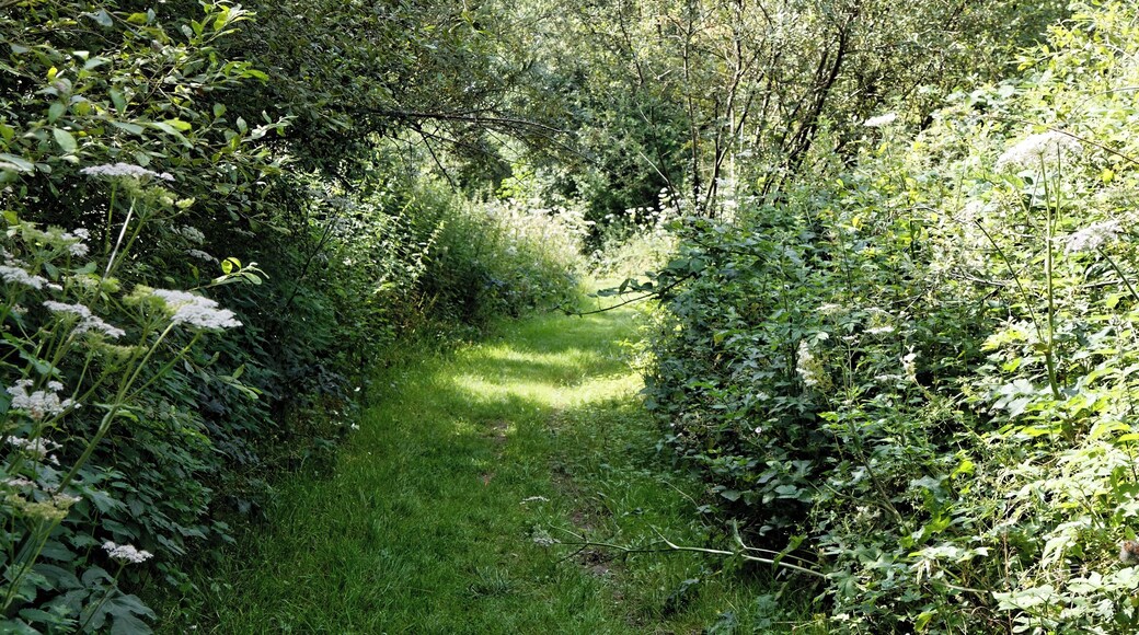 A grass footpath through Woods Mill, a woodland, meadow and wetland nature reserve, and headquarters for the Sussex Wildlife Trust in the civil parish of Henfield in West Sussex, England. The reserve includes a restored but not working water mill and other buildings as an environmental education centre and offices. Camera: Canon EOS 6D with Canon EF 24-105mm F4L IS USM lens. Software: RAW file lens-corrected and optimized with DxO OpticsPro 11 Elite and Viewpoint 3, and further optimized with Adobe Photoshop CS2.