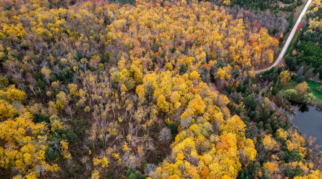 Top view of colourful forest trees in Ontario, Canada during the autumn season. A country road is visible between the gold colour trees.