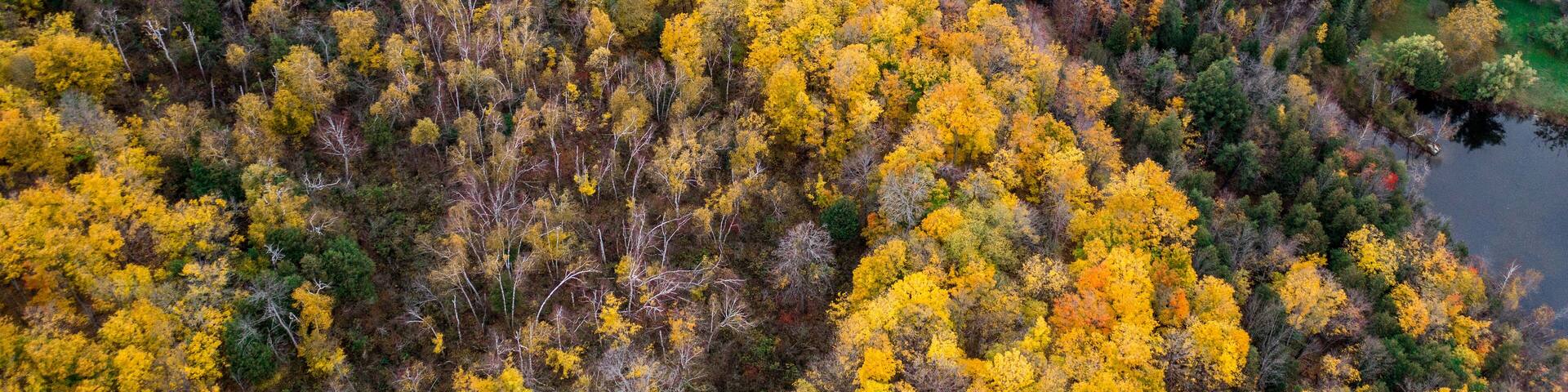 Top view of colourful forest trees in Ontario, Canada during the autumn season. A country road is visible between the gold colour trees.