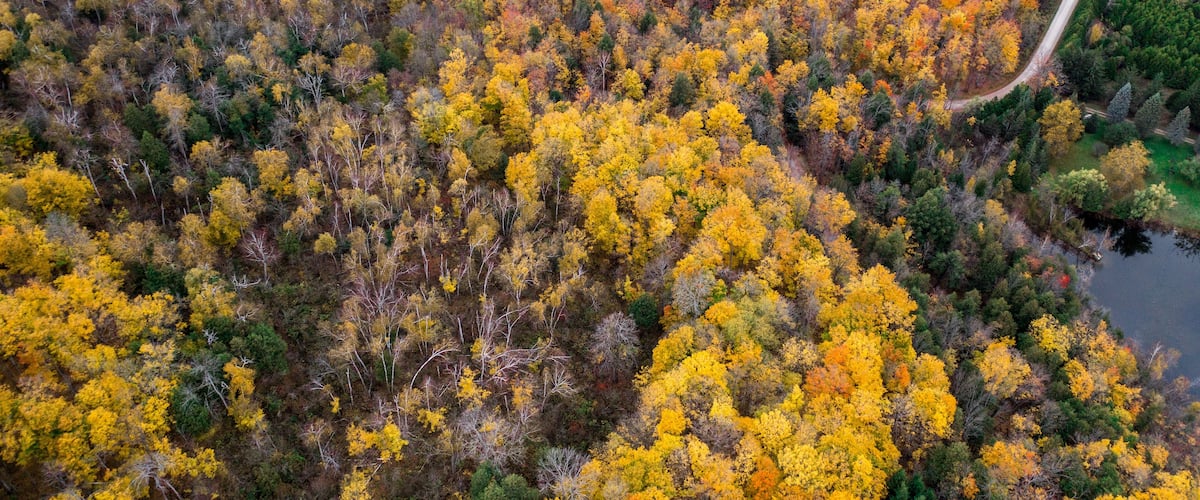 An aerial view of a forest with yellow and orange foliage, a winding road, and a river.