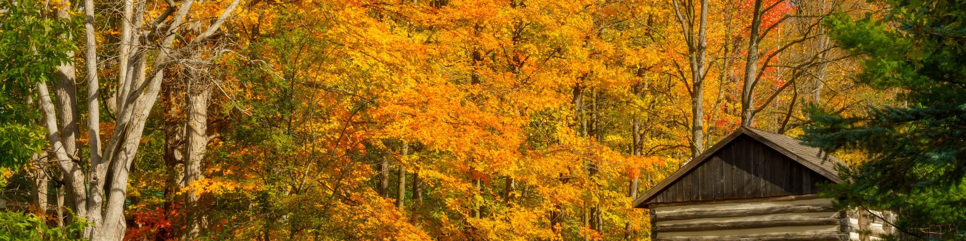 Beautiful autumn view of the log cabin in the woods in Alliston Ontario