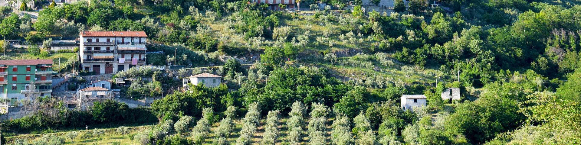 Medieval town and olive trees