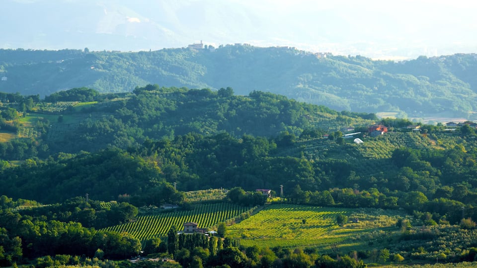 A vineyard landscape with rolling hills, rows of grapevines, and scattered buildings.