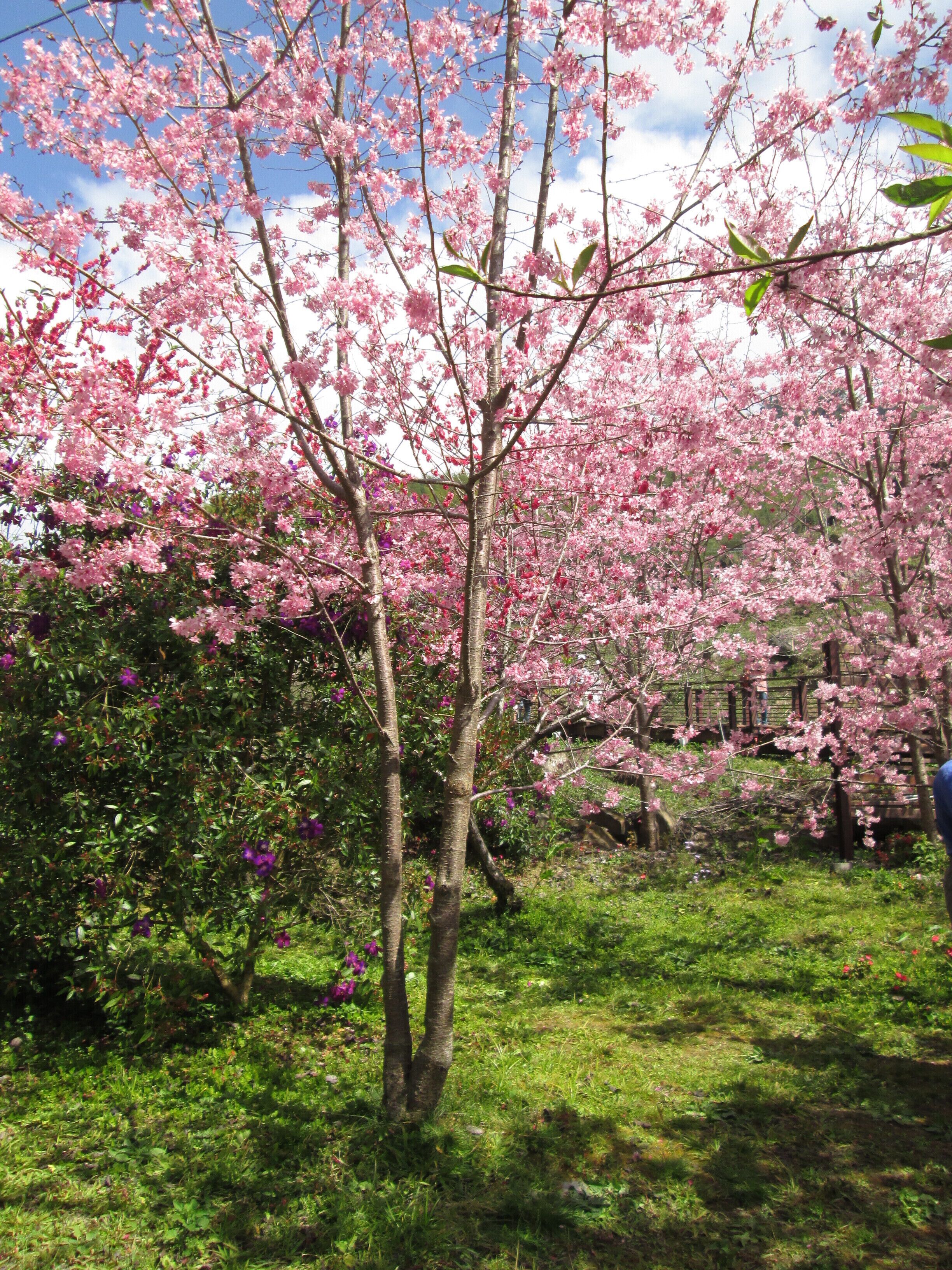 嘉義縣竹崎鄉 頂石棹櫻花