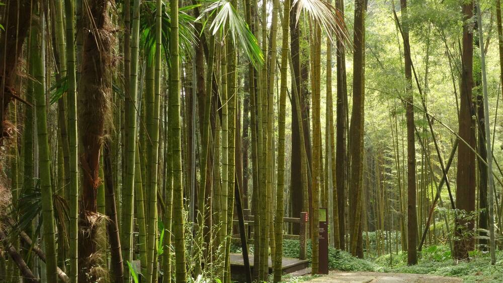 When in Taiwan, take a train ride to small village of Fenqihu. It doesn't get any more serene than walking the trails amidst the bamboo forest and breathing the fresh mountain air. After a nice hike, try their famous "lunch box" for lunch.
#LifeAtExpedia