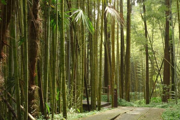 When in Taiwan, take a train ride to small village of Fenqihu. It doesn't get any more serene than walking the trails amidst the bamboo forest and breathing the fresh mountain air. After a nice hike, try their famous "lunch box" for lunch.
#LifeAtExpedia