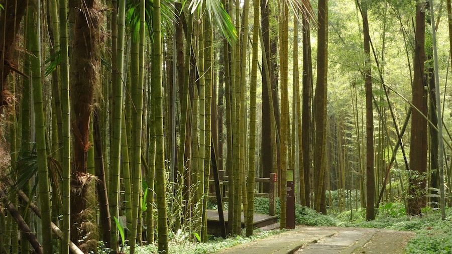 When in Taiwan, take a train ride to small village of Fenqihu. It doesn't get any more serene than walking the trails amidst the bamboo forest and breathing the fresh mountain air. After a nice hike, try their famous "lunch box" for lunch.
#LifeAtExpedia