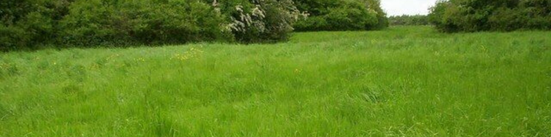 Directly above the M25 Epping Tunnel This area of scrub woodland has thousands of lorries and cars passing underneath it every hour