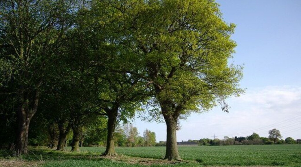 A row of trees Trees on the edge of the field.