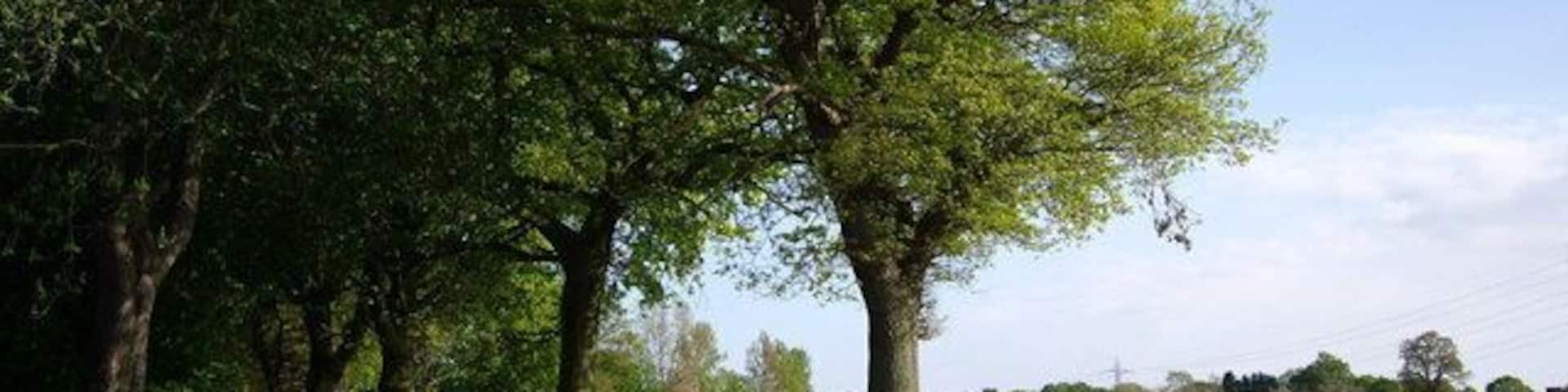 A row of trees Trees on the edge of the field.